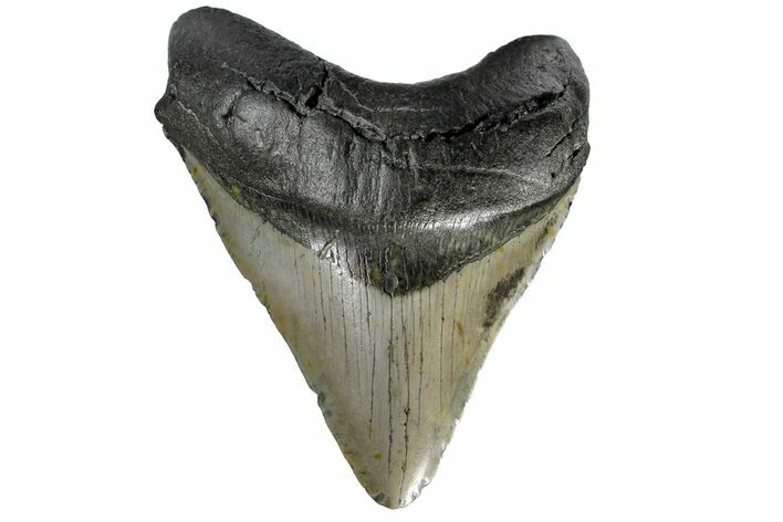 Fossil Megalodon Tooth - North Carolina #165049